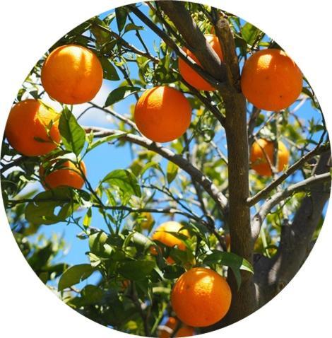 Zeytinada Pansiyon Ve Goezleme Guneykoy Ngoại thất bức ảnh